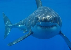 New Information on Great Whites - Daily News